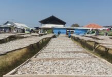Menjaga Tradisi Olah Ikan Teri Asin di Tengah Perubahan Pasar Produksi ikan teri asin di Pantai Baro Cirebon. FOTO: Diskominfo Kabupaten Cirebon.