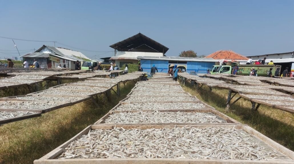 Produksi ikan teri asin di Pantai Baro Cirebon. FOTO: Diskominfo Kabupaten Cirebon.