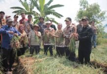 Pemkab Cirebon Siapkan BUMD untuk Serap Produksi Bawang