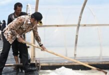 Upaya Pemkab Cirebon Sejahterakan Petani Garam di Losari
