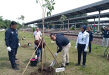 KAI Go Green, 200 Pohon Ditanam di Stasiun Cirebon Prujakan