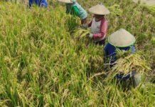 Memupuk Kemandirian Petani Demi Ketahanan Pangan, Perjalanan Aep dan Program Makmur