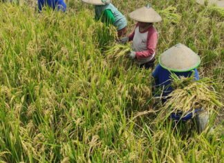 Meski Kemarau Lebih Kering, Jabar Optimistis Produksi Padi 2026 Melebihi 2025