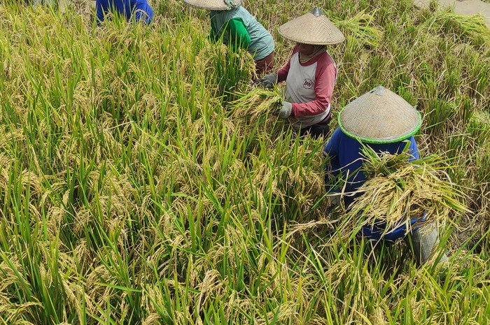 Sejumlah petani memanen sawah di Desa Leuwidingding, Kecamatan Lemahabang, Kabupaten Cirebon