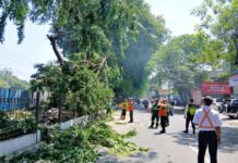 Jaga Keselamatan, KAI Pangkas Pohon di Sekitar Stasiun Cirebon Prujakan