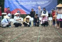 Bupati Imron: Cirebon Siap Kembangkan Tanaman Sorgum