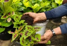 Daun Kering hingga Ampas Kopi Diolah Jadi Kompos di ASTON Cirebon