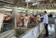 Jelang Iduladha, Ribuan Hewan Kurban di Cirebon Dicek Kesehatannya