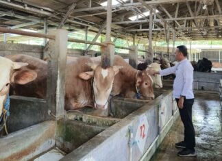 Jelang Iduladha, Ribuan Hewan Kurban di Cirebon Dicek Kesehatannya