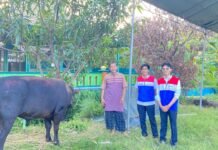 Iduladha 1447 H, PGN Salurkan Ratusan Hewan Kurban di Cirebon
